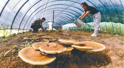 沈陽:特色種植助力鄉村振興