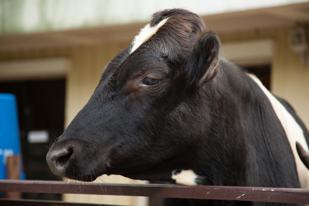 奶牛場奶牛在農場飼養帶着疾病在太空飼養牲畜