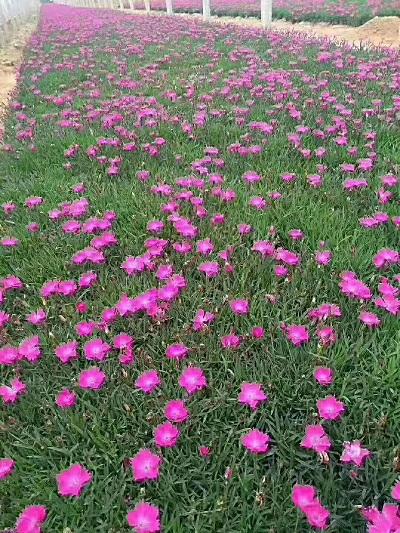 櫻豐林花(huā)卉苗木(mù)供應發貨地址:山(shān)東省濰坊青州市包裝(zhuāng)說明:個 産(chǎn)品數量