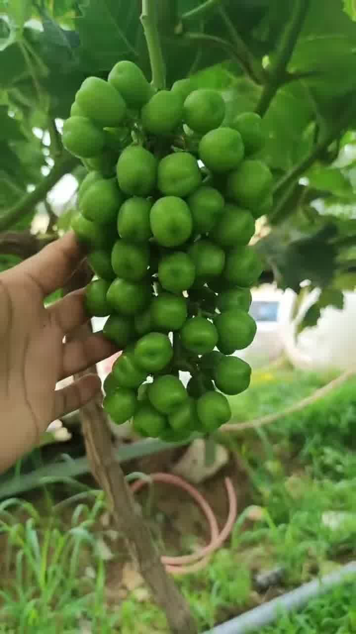 三農 優質(zhì)農産(chǎn)品 農業種植 陽光玫瑰葡萄園 支持農業發展