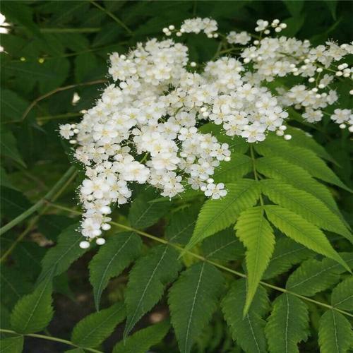 基地批發珍珠梅樹苗盆栽地栽噴雪(xuě)花(huā)庭院别墅綠化苗木(mù)觀賞花(huā)卉植物(wù)