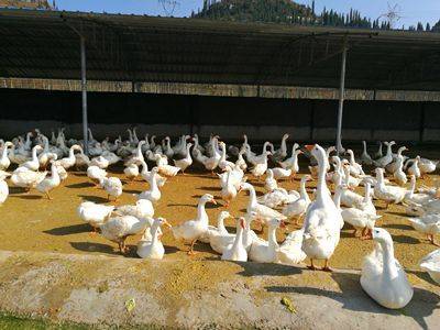 冬季養殖肉鵝也不是風險很(hěn)大,關鍵取決于飼養方法